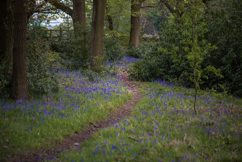 A winding earth path through oak woodland with bluebells on either side