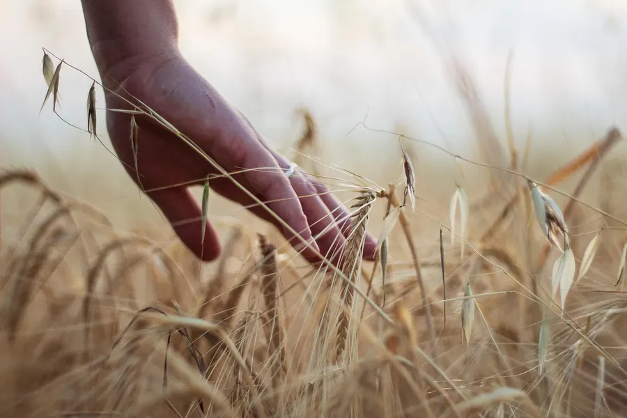 A hand brushing through ripe oat stalks in warm evening light