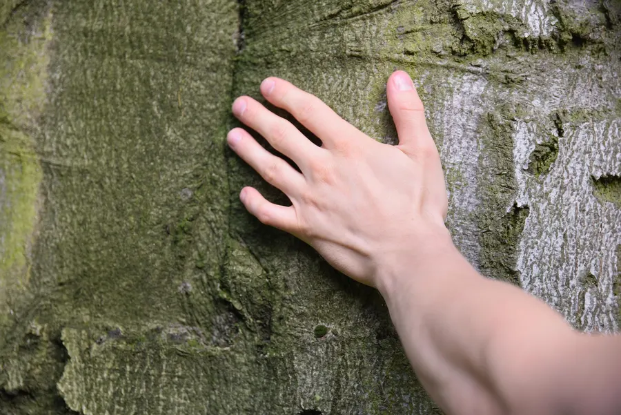 A hand resting against the mossy bark of an old tree