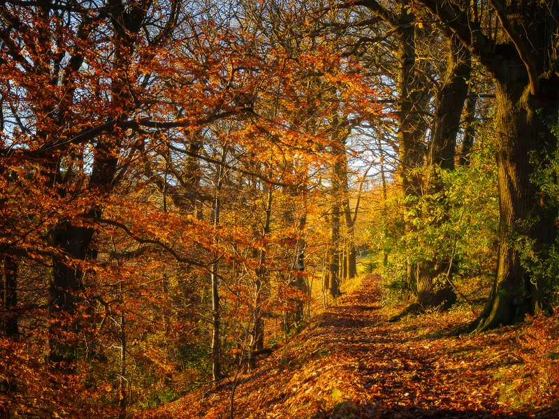 A leaf-covered path through autumn woodland in warm orange light